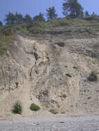 Image of giant wildrye