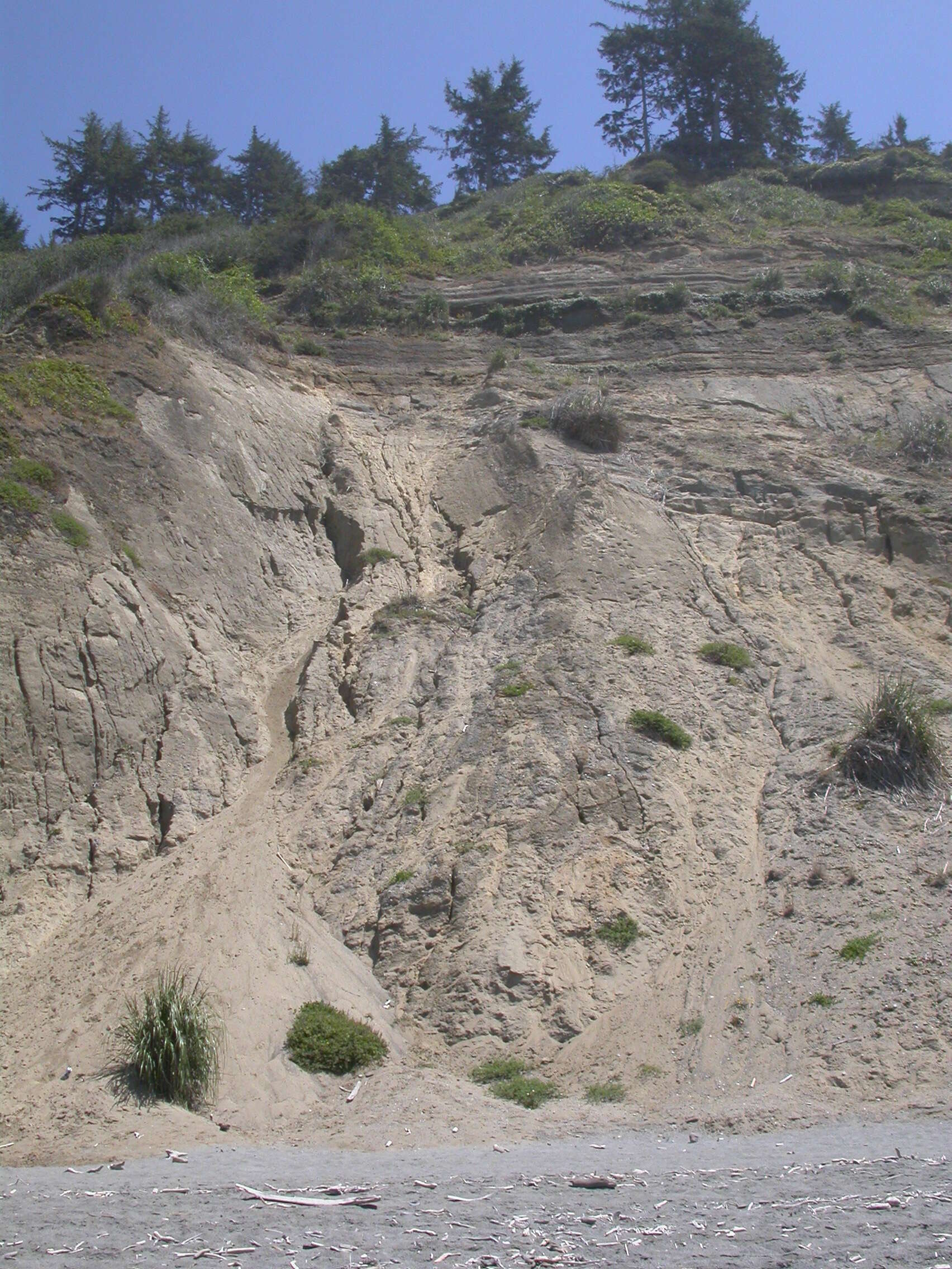 Image of giant wildrye