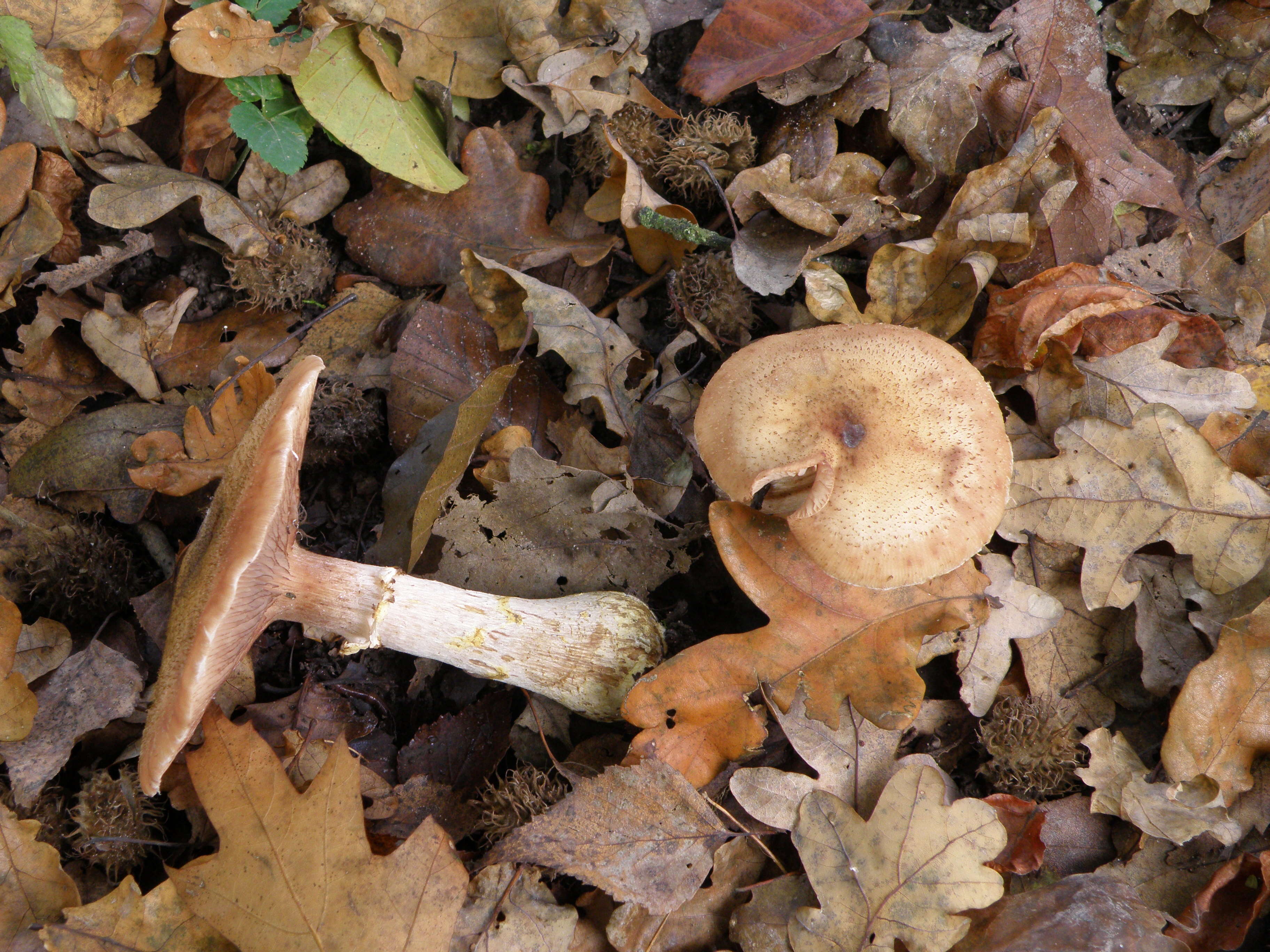 Image of Armillaria gallica Marxm. & Romagn. 1987