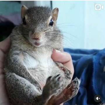 Image of Indian palm squirrel