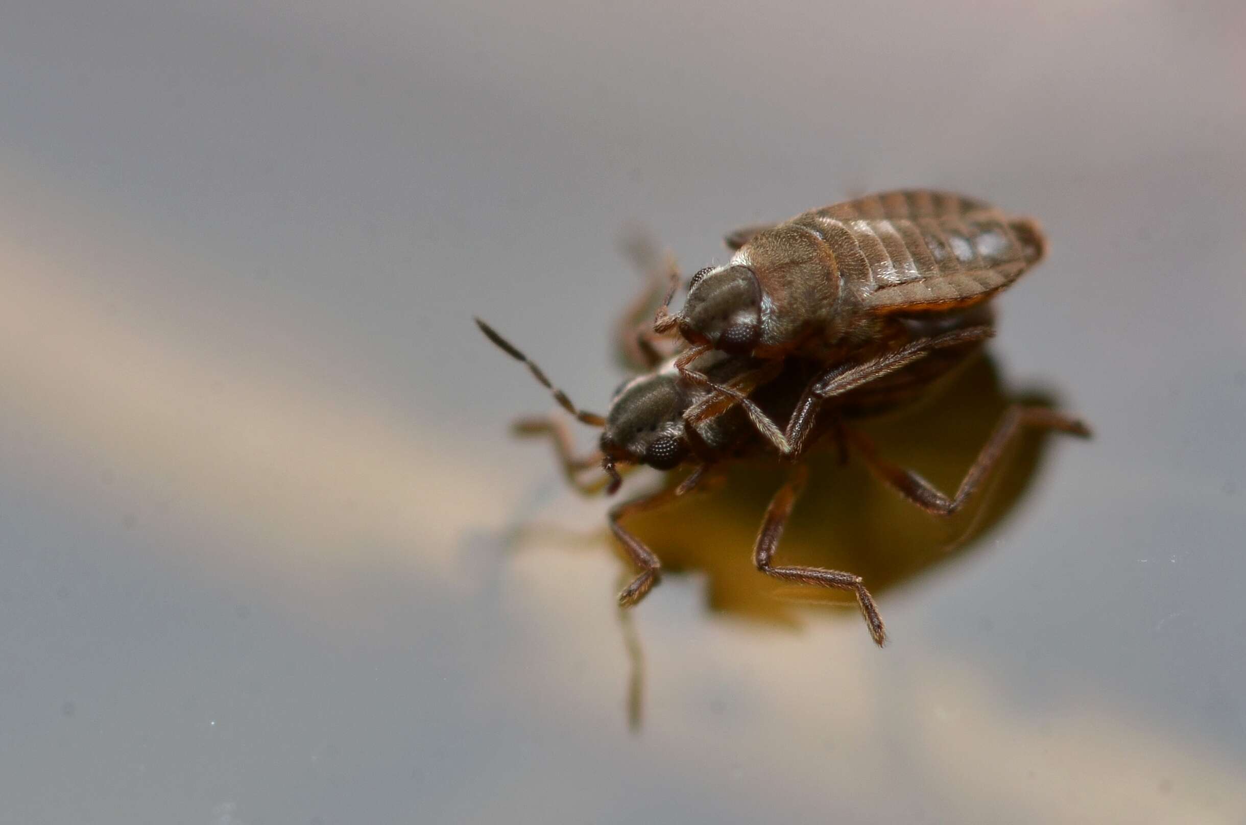 Image of Microvelia reticulata (Burmeister 1835)