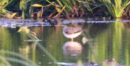 Image of Greater Yellowlegs