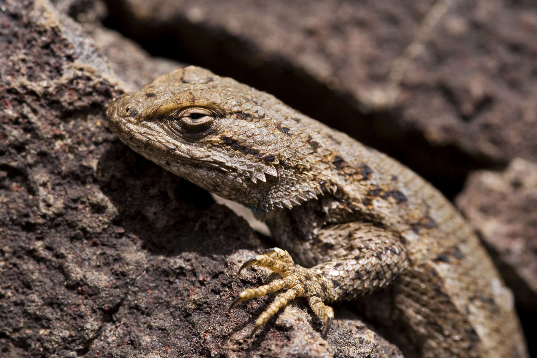 Image of Eastern Fence Lizard