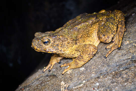 Image of Giant Asian Toad