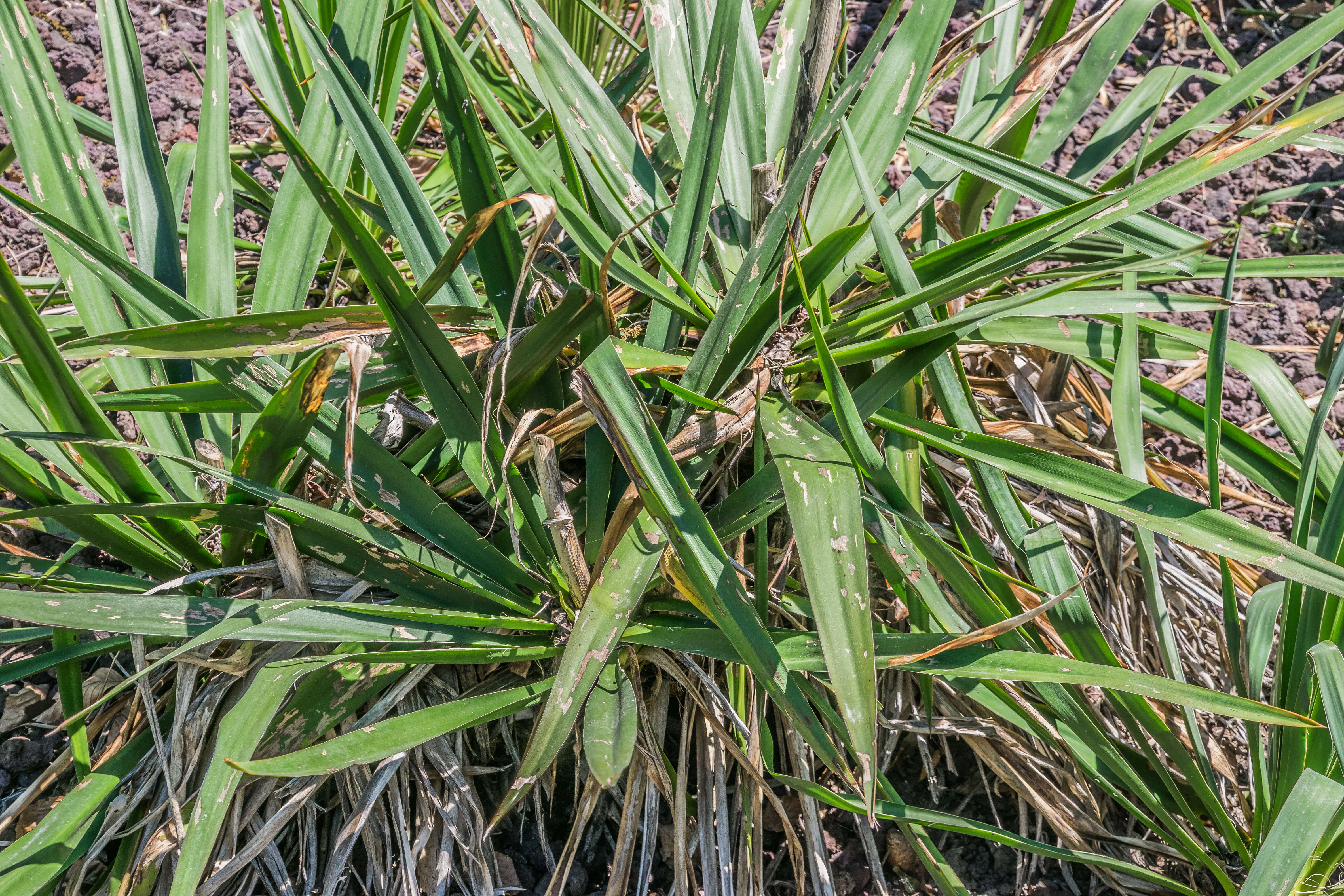 Image of Arkansas yucca