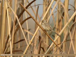 Слика од Prinia gracilis (Lichtenstein & Mhk 1823)