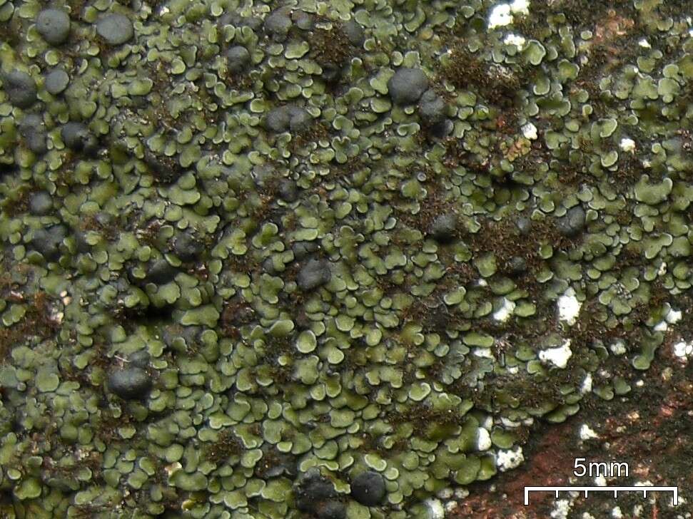 Image of spilonema lichen