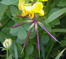 Image of Common Bird's-foot-trefoil