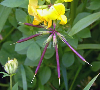 Imagem de Lotus corniculatus L.