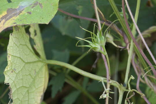 Image of whiteedge morning-glory