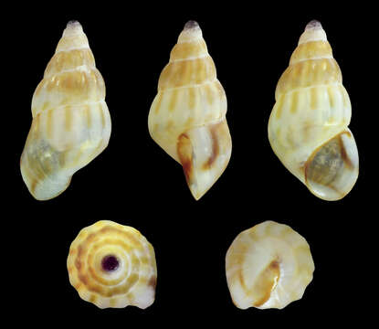 Image of common spire shell