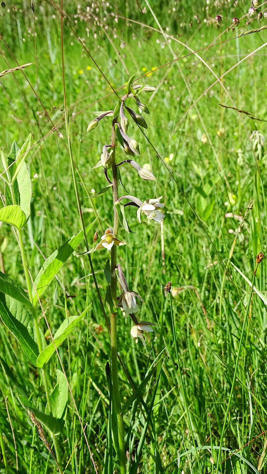 Imagem de Epipactis palustris (L.) Crantz