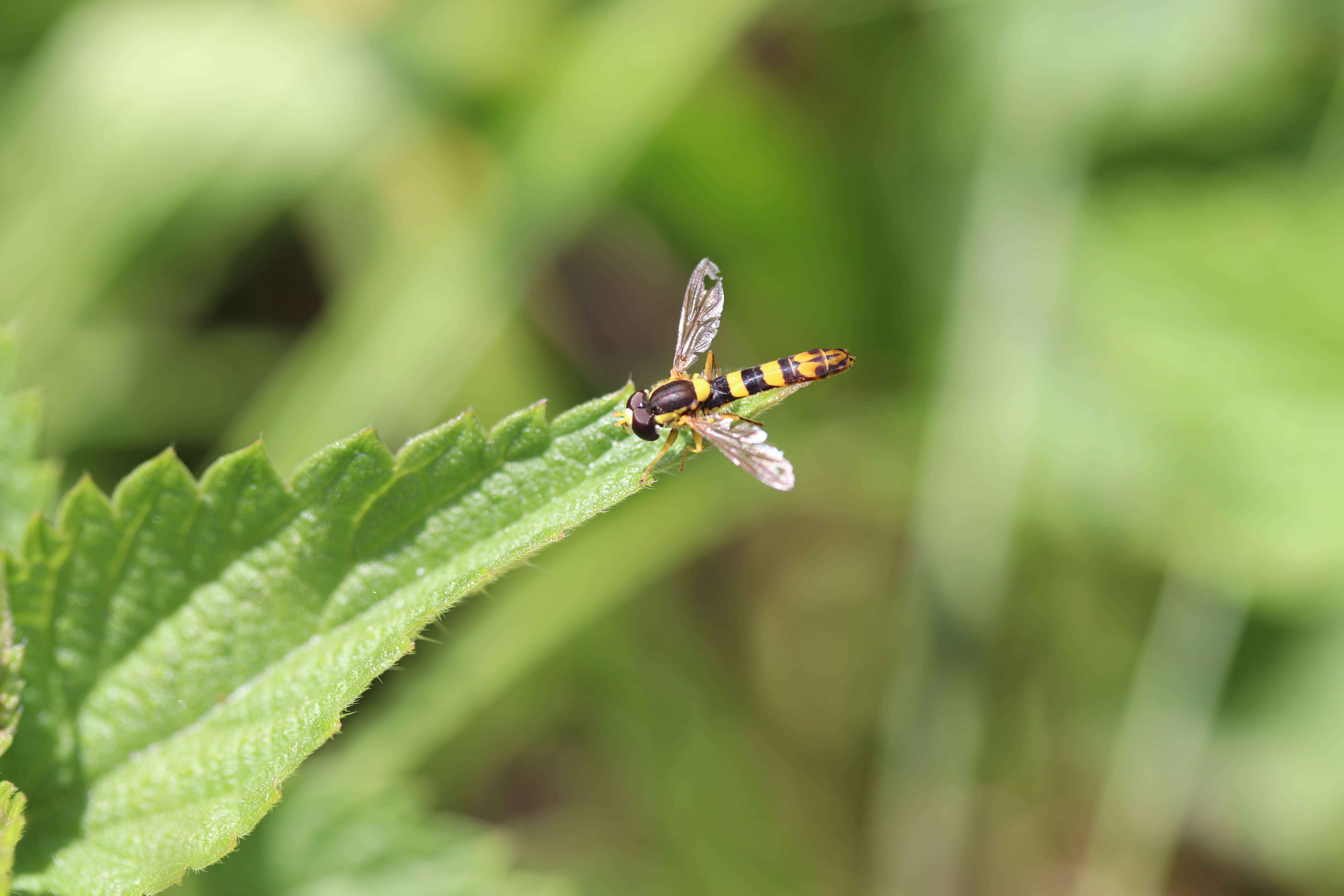 Sphaerophoria scripta (Linnaeus 1758) resmi