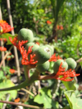 Image of goutystalk nettlespurge