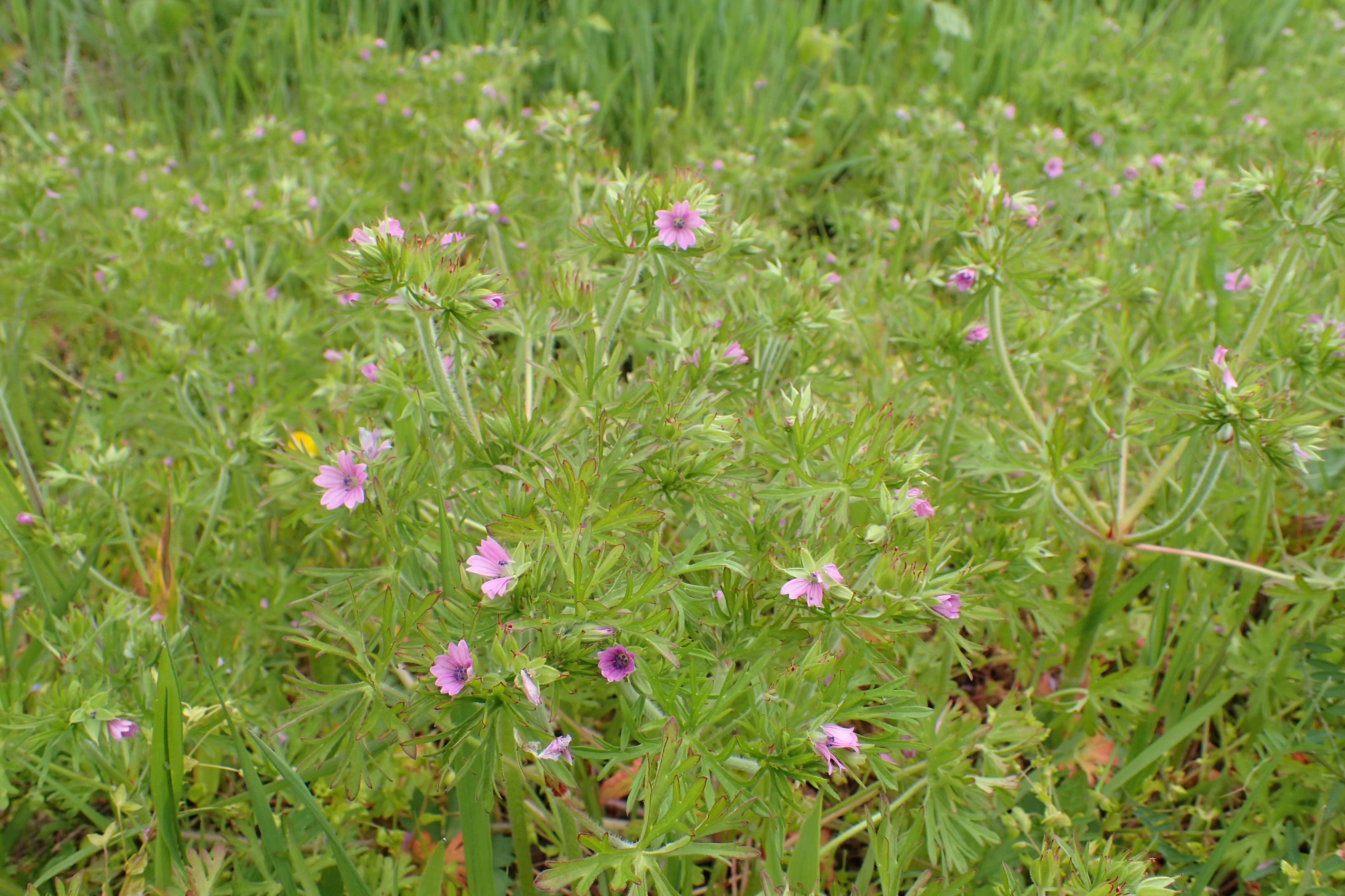 Image of cut-leaved cranesbill