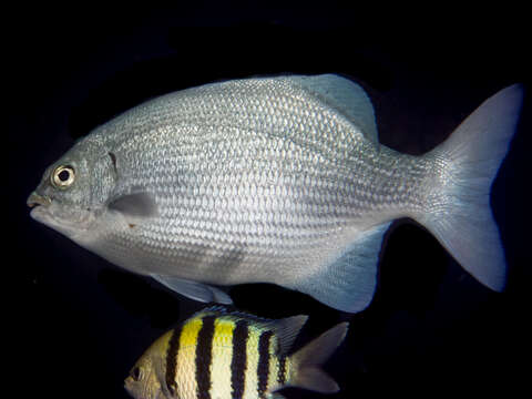 Image of Topsail chub