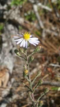 Image of scaleleaf aster