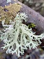 Image of ring lichen