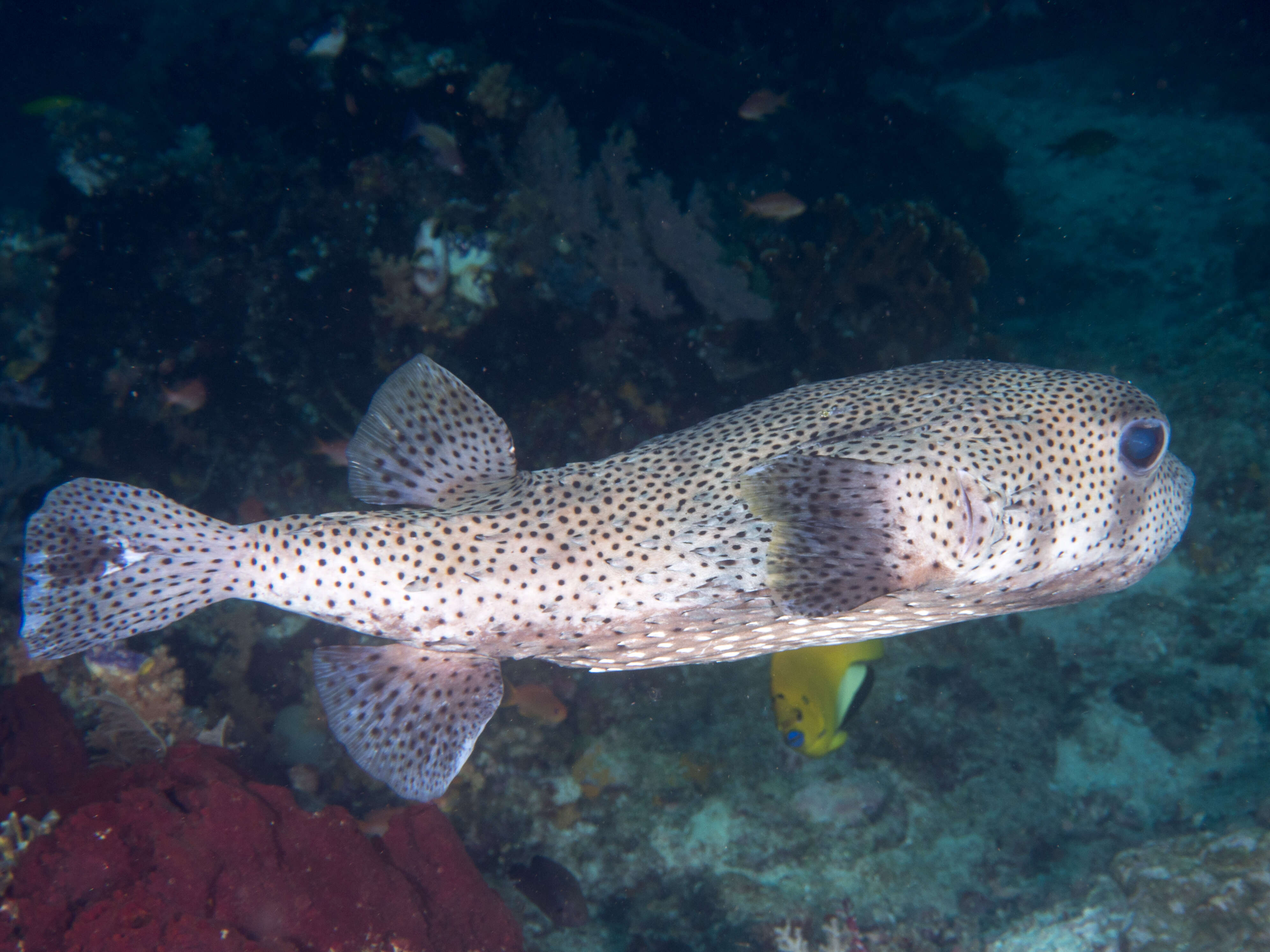 Image of Few-spined Porcupinefish