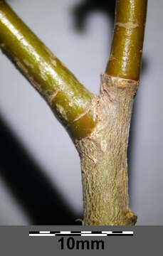 Image of White Willow