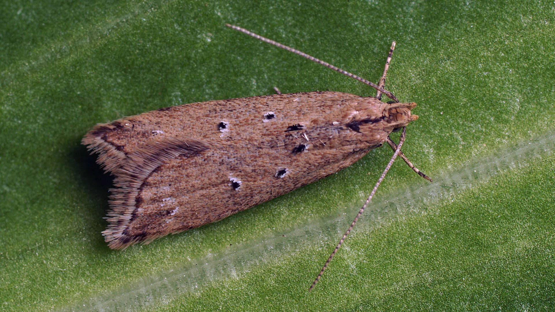 Image of Brachmia inornatella Douglas 1850