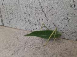 Image of Greater Angle-wing Katydid