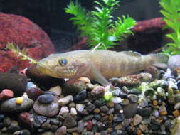 صورة Gymnogobius