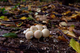 Imagem de Lycoperdon pyriforme Schaeff. 1774