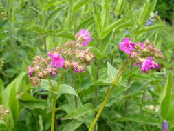 Image of Heart-Leaf Four-O'clock