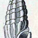 Image of Splendrillia lucida (G. Nevill & H. Nevill 1875)