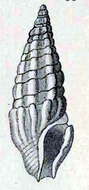 Image of Splendrillia lucida (G. Nevill & H. Nevill 1875)