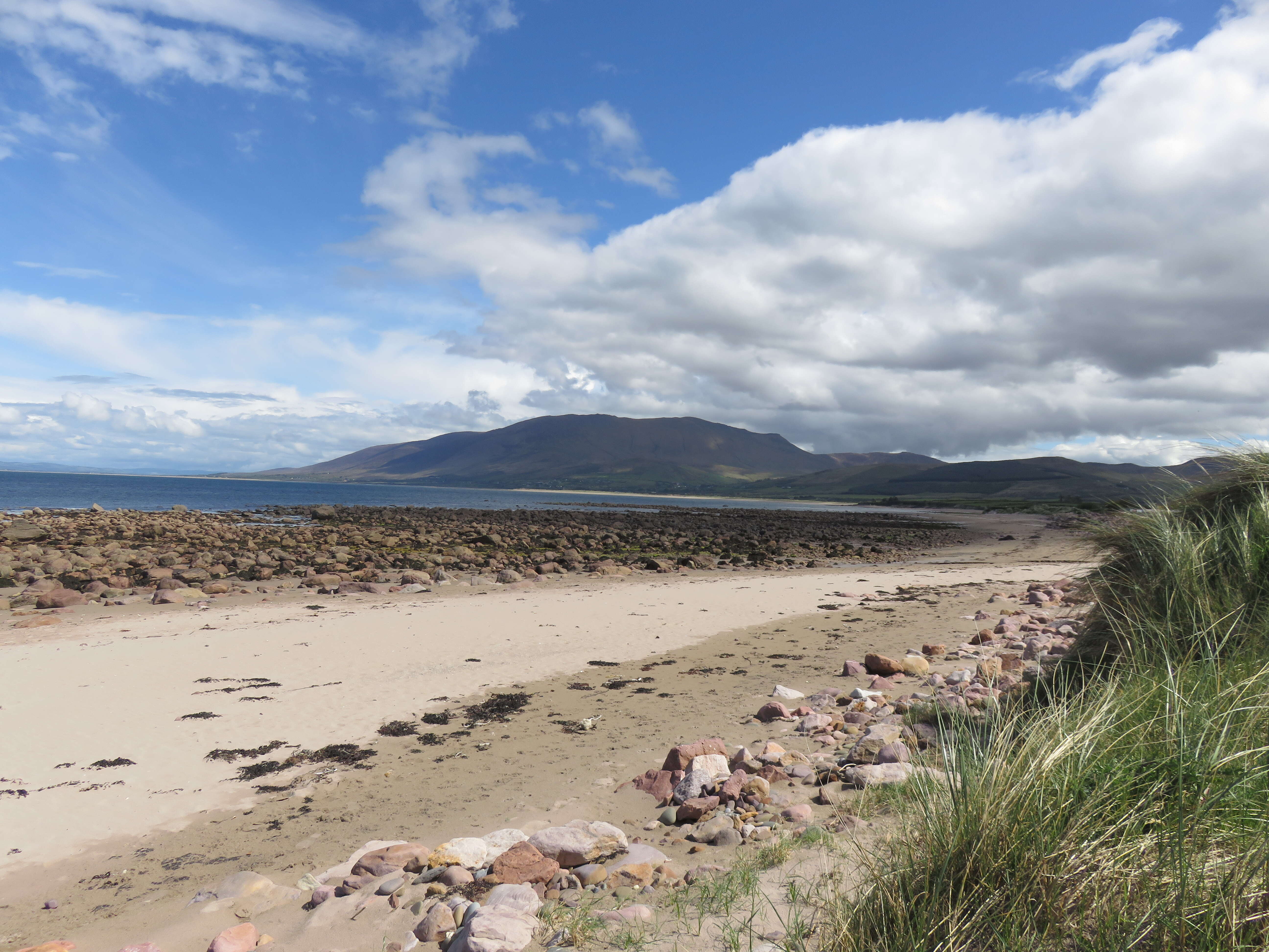 Image of European beachgrass