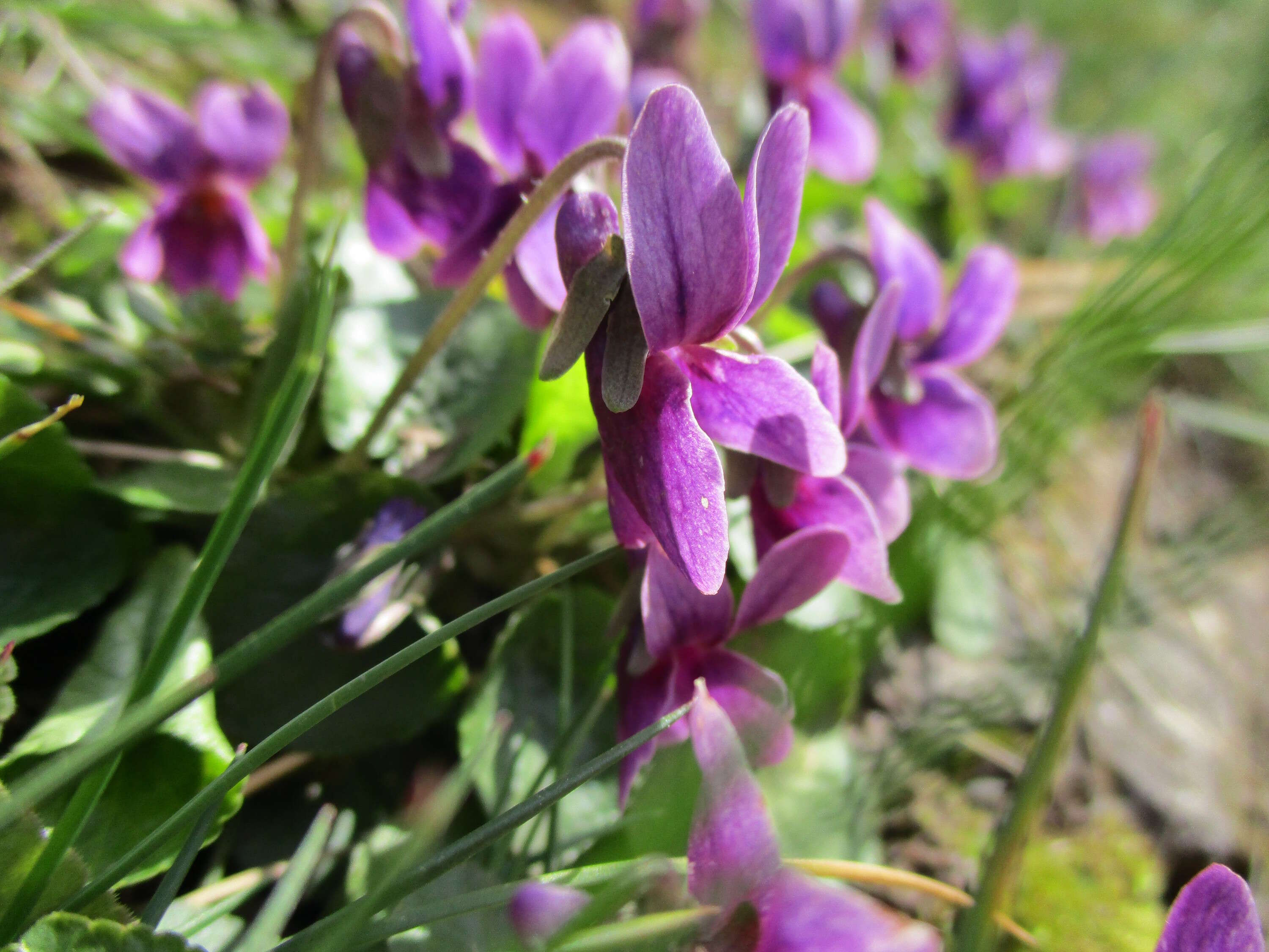 Image of sweet violet