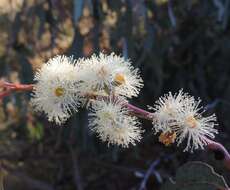 Image of Eucalyptus nortonii (Blakely) L. A. S. Johnson