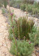 Image of Leucadendron rourkei I. J. M. Williams