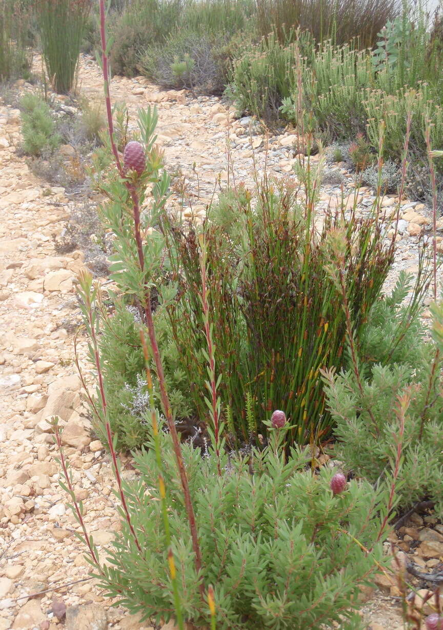 Image of Leucadendron rourkei I. J. M. Williams