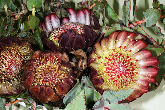 Image of Protea amplexicaulis (Salisb.) R. Br.