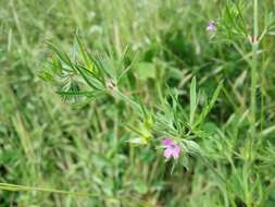 Image of cut-leaved cranesbill