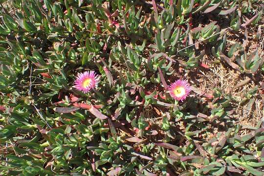 Imagem de Carpobrotus edulis (L.) N. E. Br.