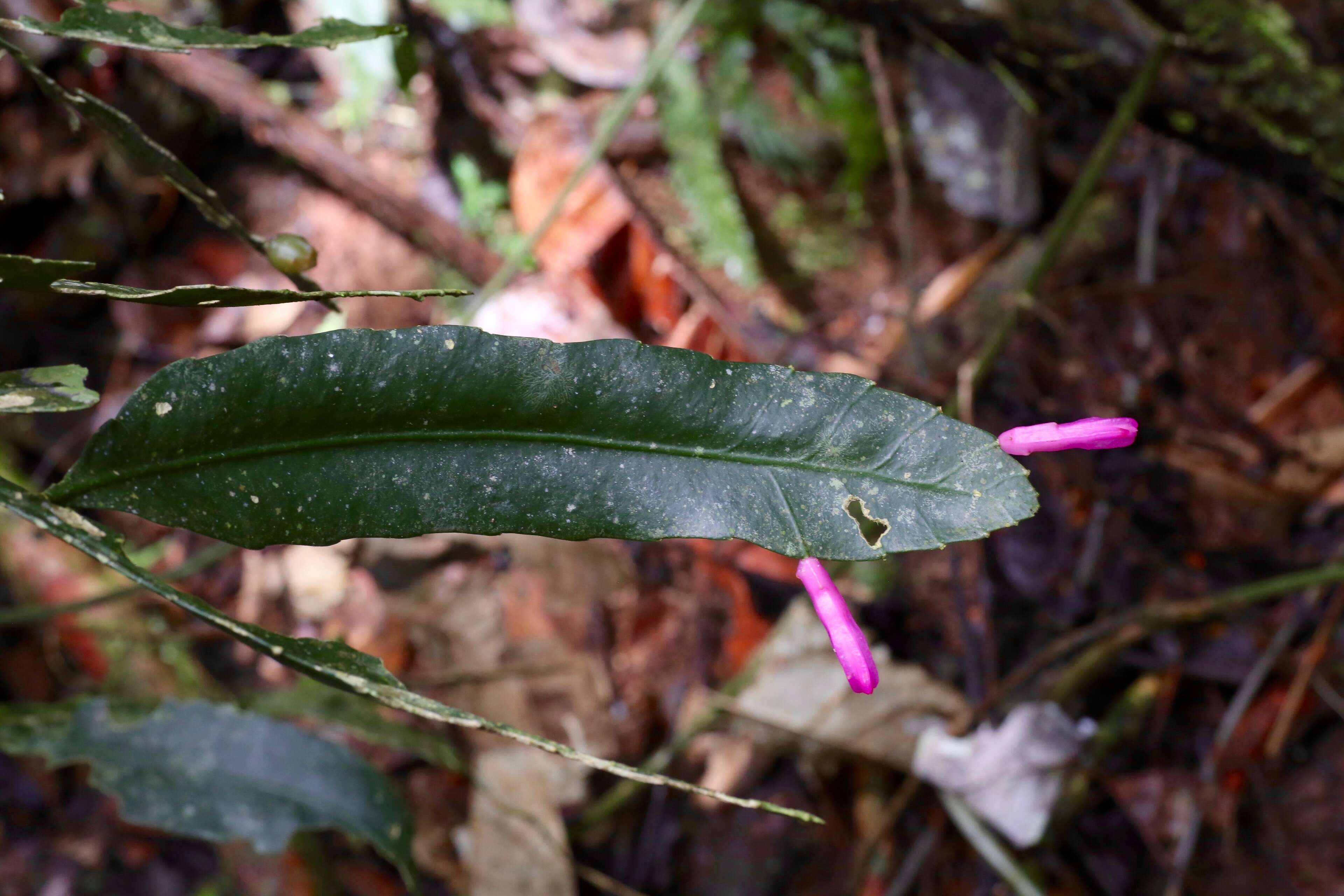 Image of Pseudorhipsalis amazonica (K. Schum.) Ralf Bauer