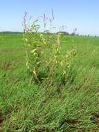 Persicaria orientalis (L.) Spach resmi