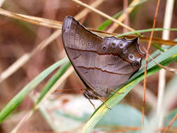 Image of Bamboo Forester