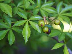 Image of Fiveleaf aralia