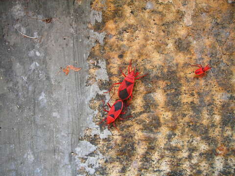 Image of <i>Probergrothius sanguinolens</i>