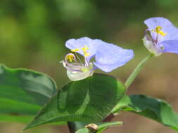 Image of Blousel Blommetjie