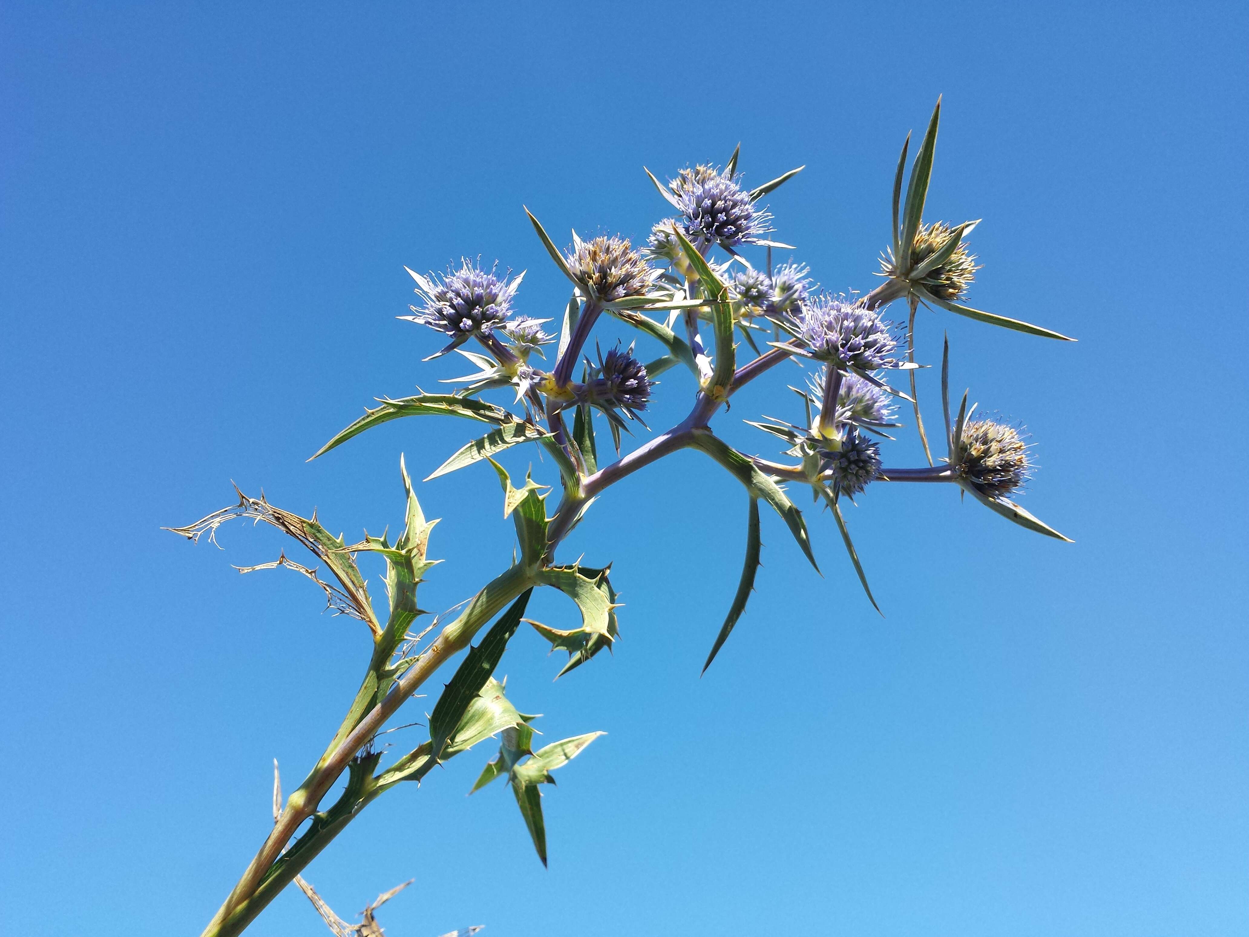 Image of amethyst eryngo