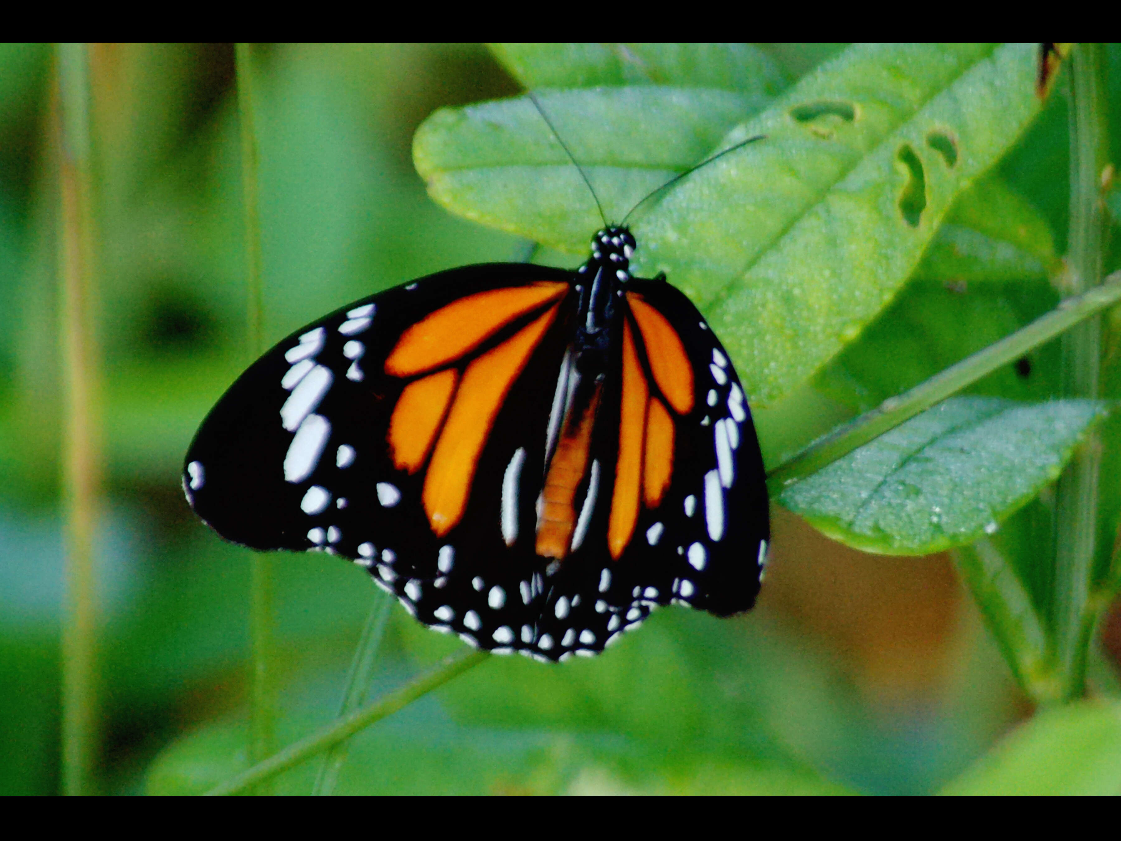 Image de Danaus (Anosia) melanippus Cramer 1777