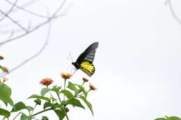 Image of Golden Birdwing Butterfly