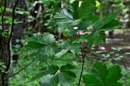 Imagem de Acer pseudoplatanus L.