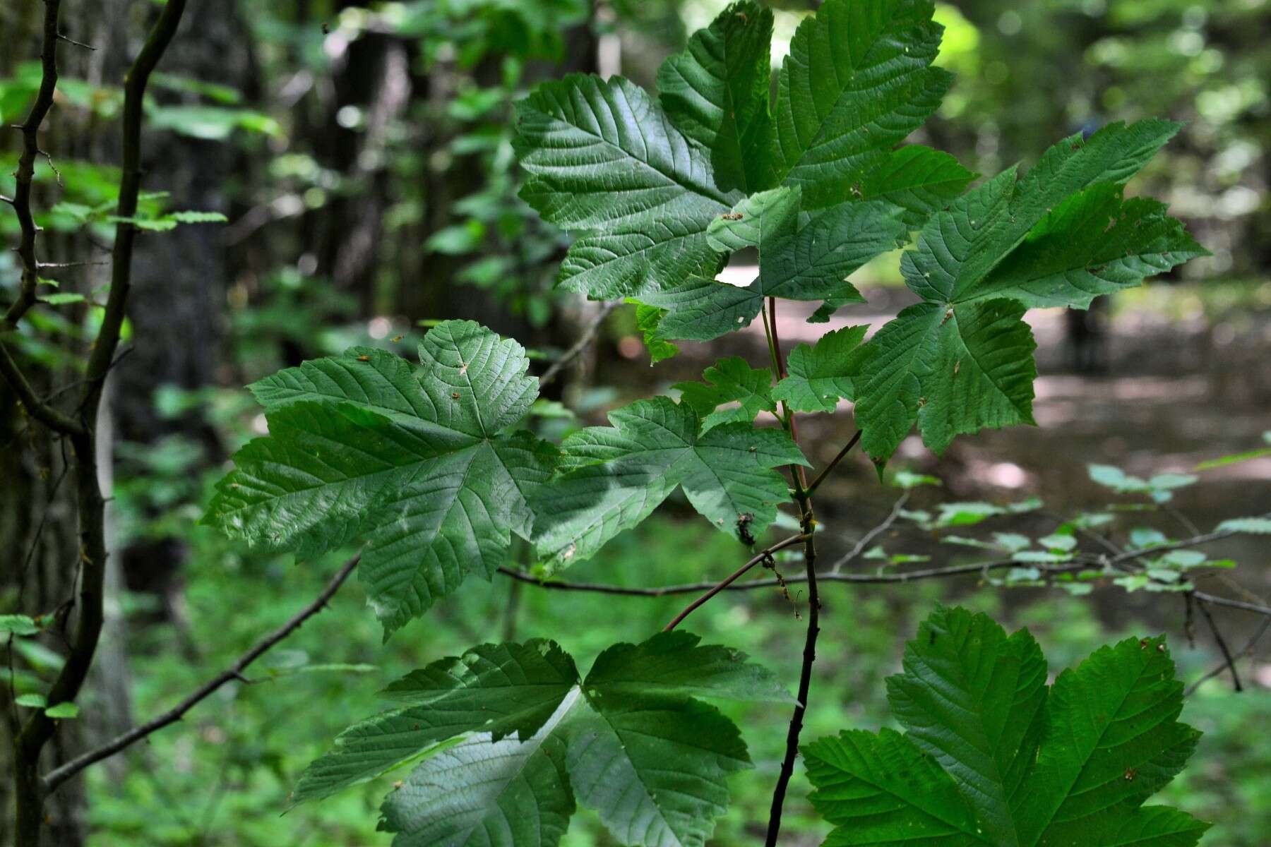 Imagem de Acer pseudoplatanus L.